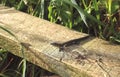 Common lizard is the UKÃ¢â¬â¢s most common and widespread reptile